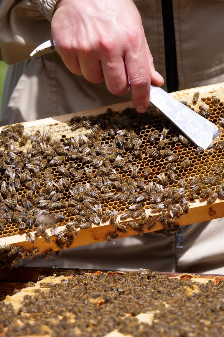 Bienenwabe, © IMKEREI Mario Waismayer Bienenwabe, © IMKEREI Mario Waismayer