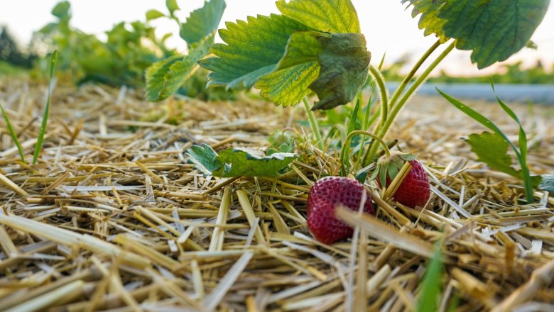 Erdbeeren am Feld, Bauernspeis, © Bauernspeis
