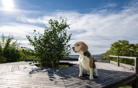 Personal Dog Zone, © Brigitte Gradwohl/Sandra Dorfner-Rösel Personal Dog Zone, © Brigitte Gradwohl/Sandra Dorfner-Rösel