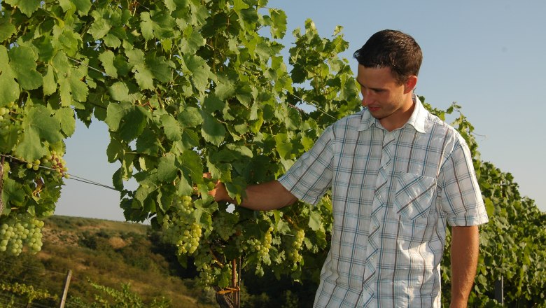 Weingut Haas, © Wolfgang Hofer Ein Mann in kariertem Hemd inspiziert Weintrauben an einem Weinstock im Freien.