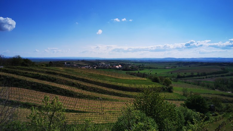 Outlook Vösenau, © Weinstraße Weinviertel Vineyards and countryside under a blue sky in Vösenau.
