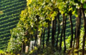 Auf ins Weinviertel Auf ins Weinviertel