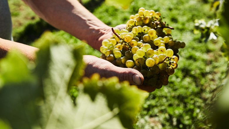 Grapes, © Weinviertel Tourismus / Michael Liebert Close-up of hands holding green grapes in a vineyard.