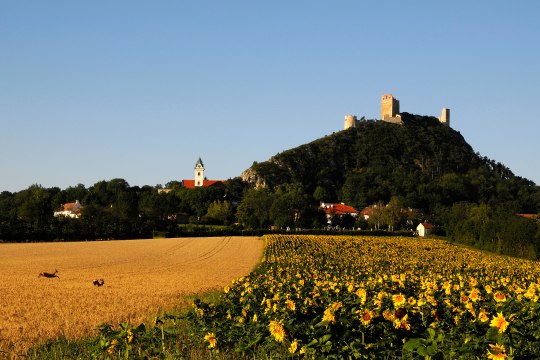 Erklimmt man die Staatzer Ruine, so wird man mit einer spektakulären Aussicht belohnt ... , © Weinviertel Tourismus / Mandl