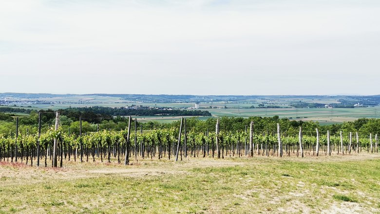 Auf der Reithen mit herrlichem Ausblick, © Weinstraße Weinviertel Weinberge im Weinviertel mit weitem Blick über die Landschaft.