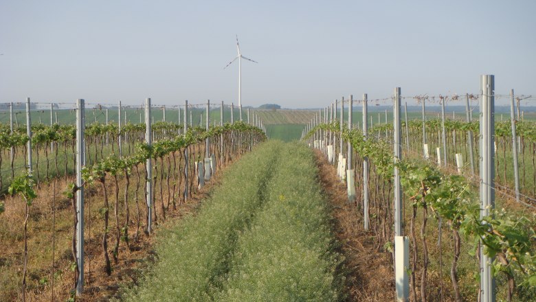 Weingärten, © Weingut Neumayer Weinreben in Reihen mit Windrad im Hintergrund.