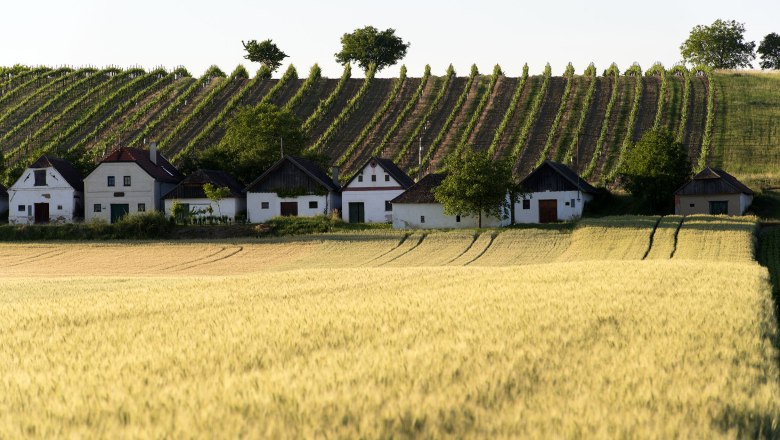 Kellergasse, © Michael Himml Reihen von Weinbergen hinter einer Reihe von kleinen Häusern, davor ein Weizenfeld.