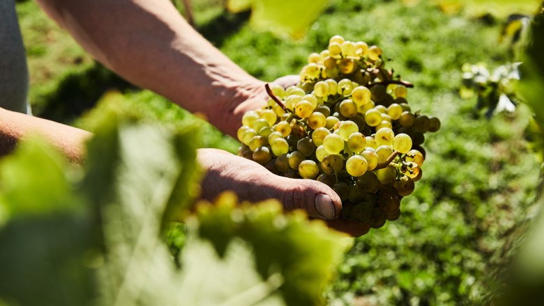 Trauben, © Weinviertel Tourismus / Michael Liebert Nahaufnahme von Händen, die grüne Trauben in einem Weinberg halten.