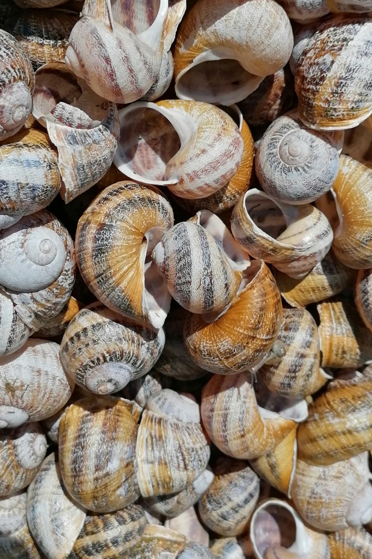 Schneckenhaus, © Weinviertel Tourismus Schneckenhaus, © Weinviertel Tourismus