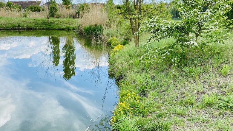 Eine kleine Erfrischung an heißen Tagen, © Weinstraße Weinviertel Ein Teich mit Holzsteg, umgeben von grüner Vegetation und blühenden Bäumen unter einem blauen Himmel.