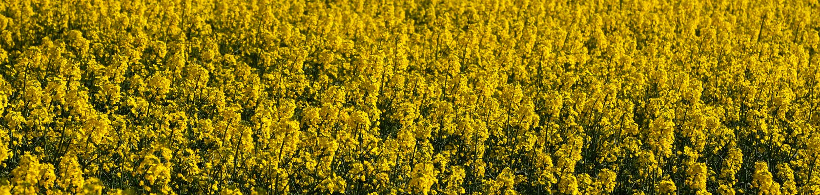 Rapsfeld im Weinviertel, © Weinviertel Tourismus / Mandl Rapsfeld im Weinviertel, © Weinviertel Tourismus / Mandl