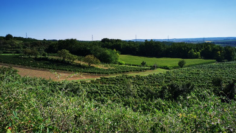 Wine idyll on the Schatzberg, Ragelsdorf, © Weinstraße Weinviertel Vineyards on the Schatzberg in Ragelsdorf under a clear sky.