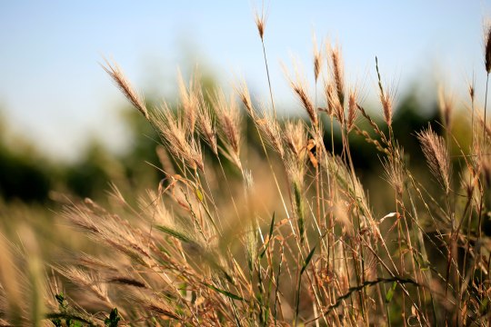 Getreidefelder präsentieren sich in voller Pracht ..., © Weinviertel Tourismus / Wurnig Getreidefelder präsentieren sich in voller Pracht ..., © Weinviertel Tourismus / Wurnig