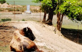Bisongehege, © Weinstraße Weinviertel Ein Bison liegt in einem Gehege auf sandigem Boden, umgeben von einem Zaun und Bäumen.