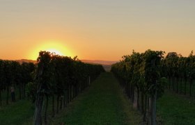 Weingarten, © Wichtl Ein Weingarten bei Sonnenuntergang mit Reihen von Weinreben.