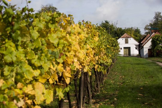 Geschichtsträchtige Presshäuser, © Retzer Land / Astrid Bartl Geschichtsträchtige Presshäuser, © Retzer Land / Astrid Bartl
