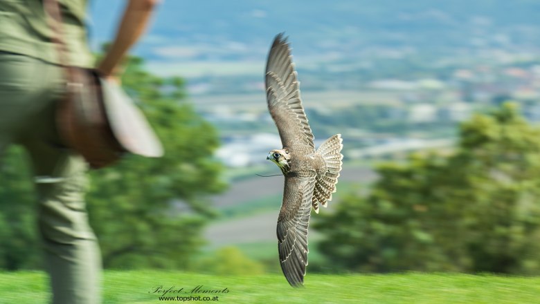 Flight demonstration, © topshot.co.at A falcon flies just above the ground while a person stands in the background.