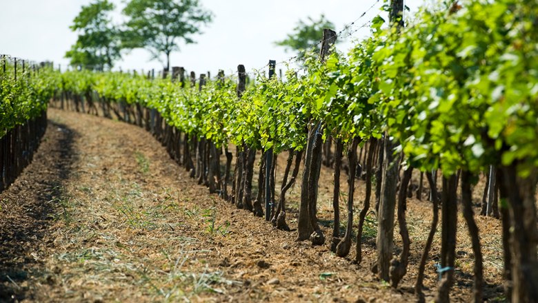 Im Weingarten, © Michael Himml Reihen von Weinreben in einem Weingarten mit grünem Laub und blauen Himmel im Hintergrund.