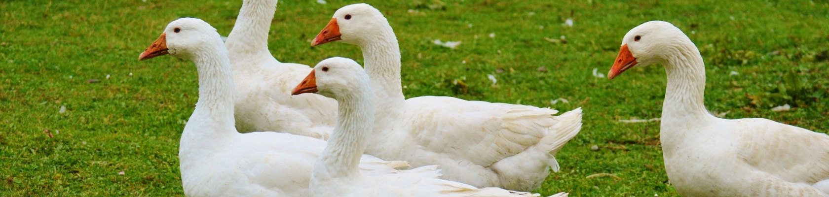Gänse Gänse