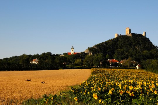 Wildtiere springen grazil durch Felder ..., © Weinviertel Tourismus / Mandl Wildtiere springen grazil durch Felder ..., © Weinviertel Tourismus / Mandl