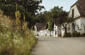 Kellergasse Rosenpoint, © Weinviertel Tourismus / Michael Reidinger Eine malerische Kellergasse mit weißen Gebäuden und Bäumen in Mailberg.