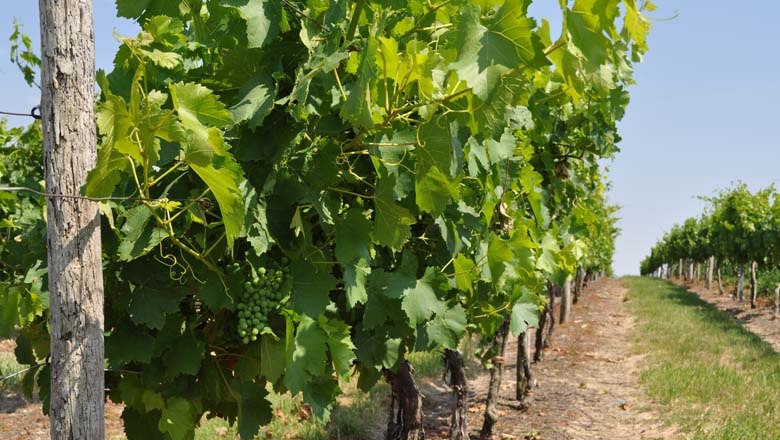 Weingärten rund um Spannberg, © Gemeinde Spannberg Weingärten rund um Spannberg, © Gemeinde Spannberg