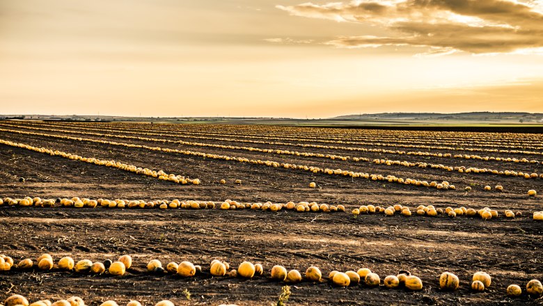 prägt die Küche & das Landschaftsbild., © Weniviertel Tourismus / Robert Herbst prägt die Küche & das Landschaftsbild., © Weniviertel Tourismus / Robert Herbst