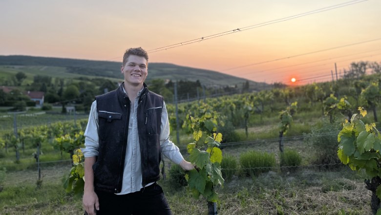 Im Weingarten, © Bioweingut Hörmann Person im Weingarten bei Sonnenuntergang.