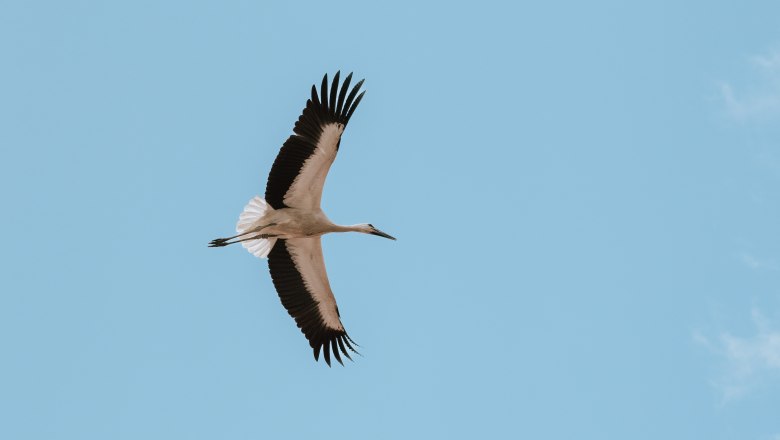 Marchegg Castle Storks, © Weinviertel Tourismus / Nadine Christine Marchegg Castle Storks, © Weinviertel Tourismus / Nadine Christine