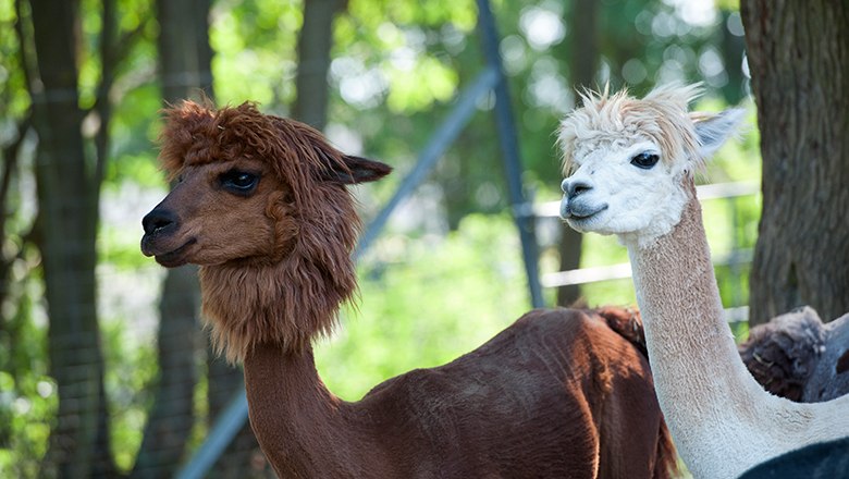 Alpakas, © Weinviertel Tourismus / Michael Himml Alpakas, © Weinviertel Tourismus / Michael Himml