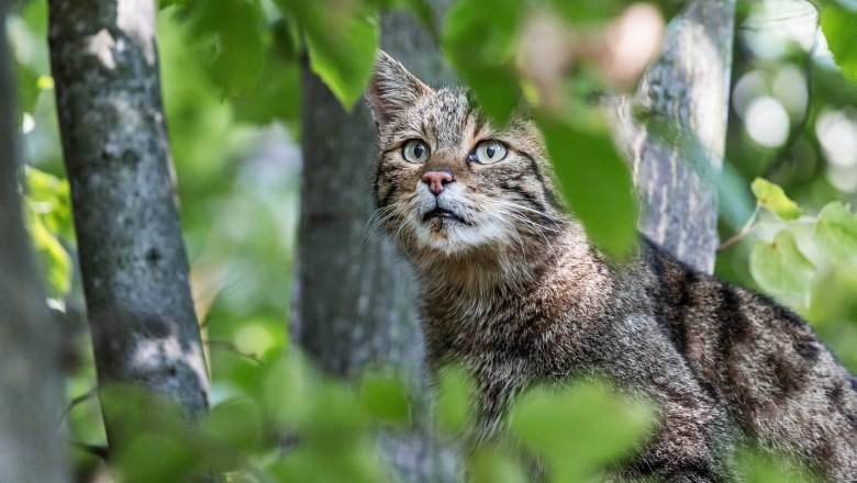 Wildkatzen, © NP Thayatal / C. Ebner Wildkatzen, © NP Thayatal / C. Ebner