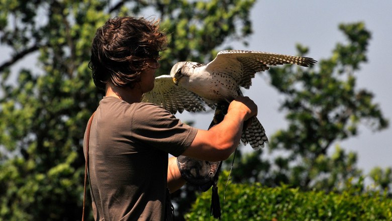 Greifvögel, © Weinviertel Tourismus / Mandl Greifvögel, © Weinviertel Tourismus / Mandl