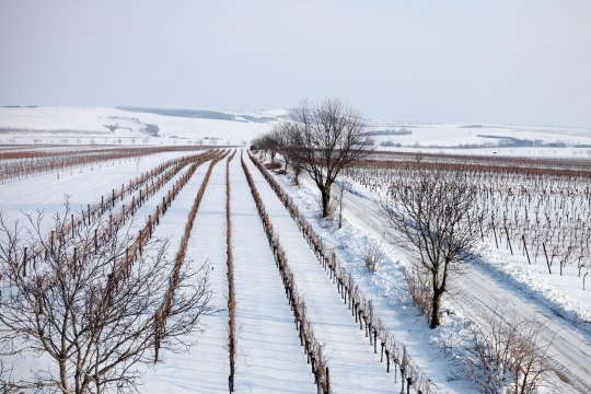 Winterliche Landschaft soweit das Auge reicht ..., © Weinviertel Tourismus / Scheiber