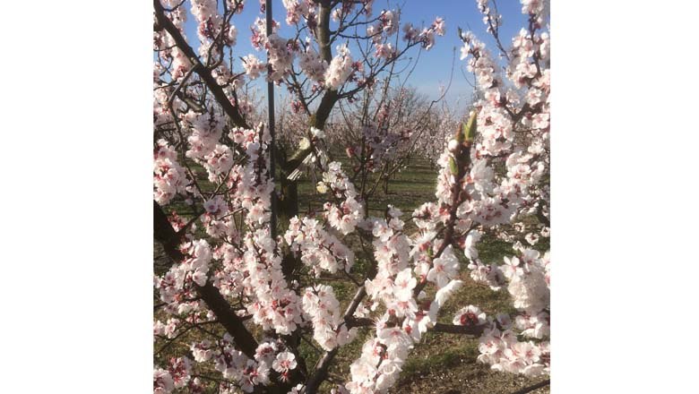 In voller Blüte, © Fam. Kleedorfer In voller Blüte, © Fam. Kleedorfer