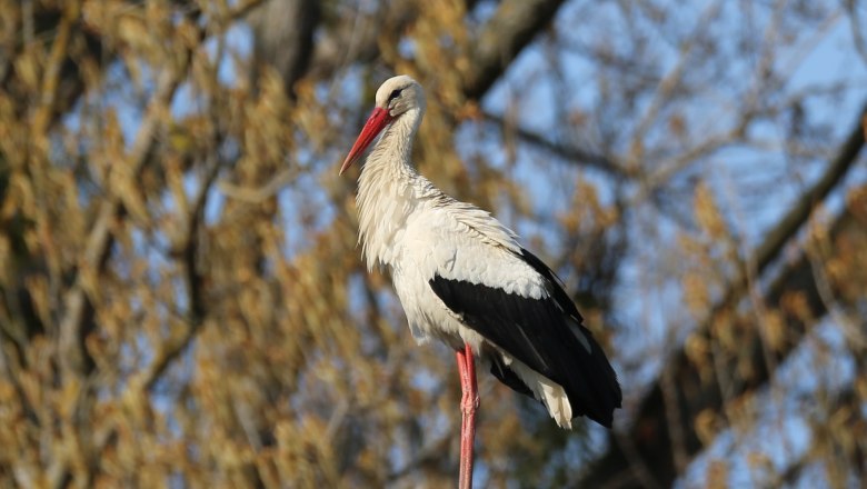 Storchenbesuch in Marchegg, © Andreas Pataki Ein Storch steht auf einem Baumstumpf vor einem unscharfen Hintergrund mit Ästen.