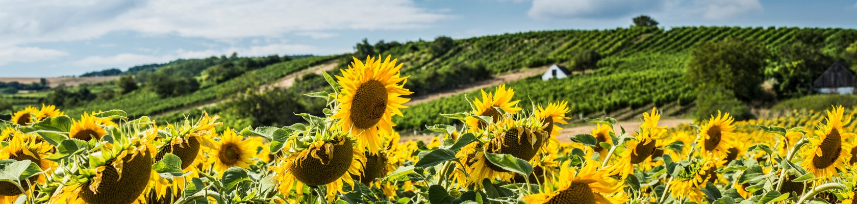 Sonnenblumenfeld mit Weingarten, © Niederösterreich Werbung / Michael Liebert Sonnenblumenfeld mit Weingarten, © Niederösterreich Werbung / Michael Liebert