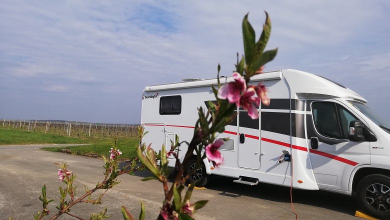 Motorhome parking space, © Weingut Studeny Motorhome on a pitch with a flowering branch in the foreground.