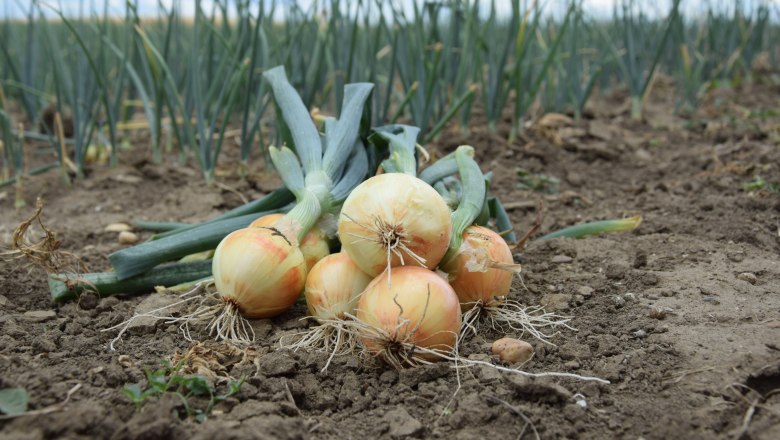 Frische Zwiebeln direkt vom Feld, © Stadtgemeinde Laa Frische Zwiebeln direkt vom Feld, © Stadtgemeinde Laa