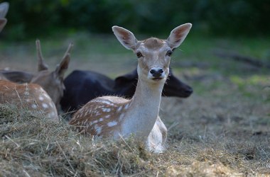 Rehe im Wildpark Ernstbrunn, © Weinviertel Tourismus / Robert Herbst Rehe im Wildpark Ernstbrunn, © Weinviertel Tourismus / Robert Herbst