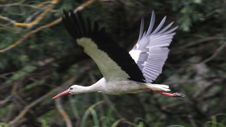 White stork, © A. Pataki White stork, © A. Pataki