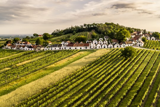 über das Wahrzeichen des Weinviertels., © Niederösterreich Werbung / Robert Herbst