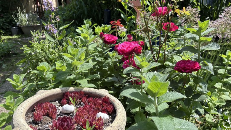 Towanda_Mistelbach, © "Natur im Garten" Ein Garten mit roten Rosen, grünen Pflanzen und einem Topf mit Sukkulenten.