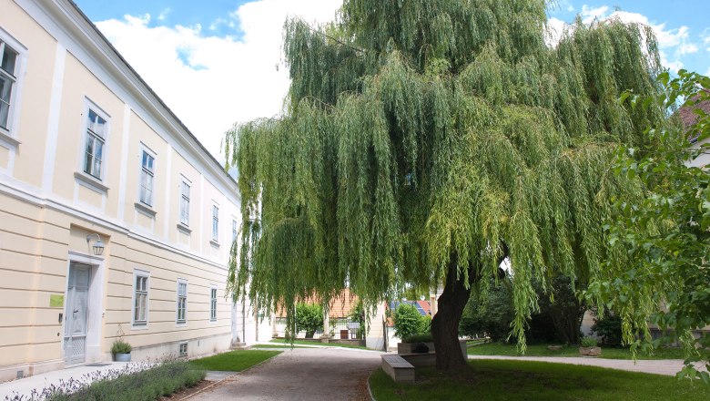 OBENauf, © OBENauf Großer Baum neben einem gelben Gebäude mit blauen Himmel im Hintergrund.