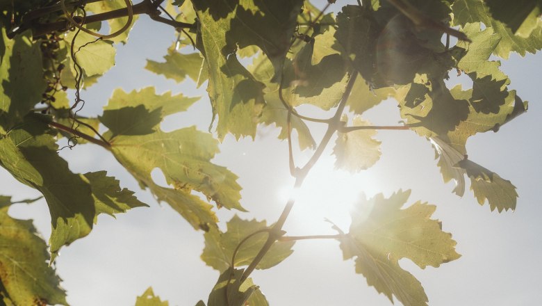 Weinlaub, © Weinviertel Tourismus / Sophie Menegaldo Weinlaub im Sonnenlicht mit blauem Himmel im Hintergrund.