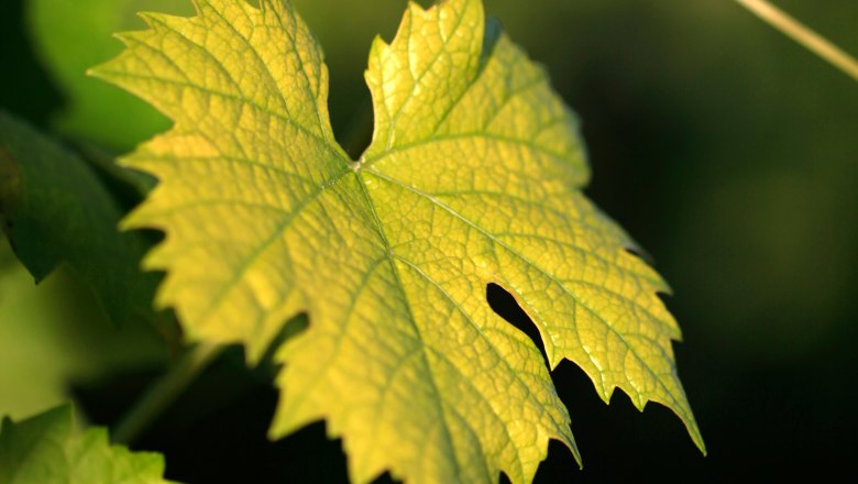 Vine leaves, © Weinviertel Tourismus / Christine Wurnig Close-up of a vine leaf in the sunlight.