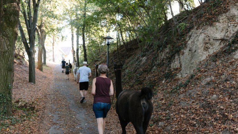 Lamawanderung, © Melina Baumgartner Menschen führen Lamas auf einem Waldweg spazieren.