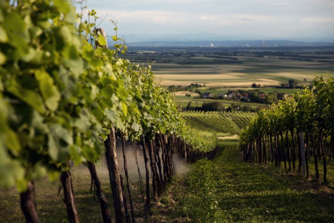 Weingartenaussicht, © Weingut Kerner Weingartenaussicht, © Weingut Kerner