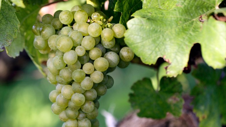 Rebstock mit Traube, © Weinviertel Tourismus / Christine Wurnig Nahaufnahme einer grünen Weintraube am Rebstock mit grünen Blättern.