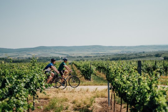 geht es für Sie radelnd vorbei an idyllischen Weingärten und, © Weinviertel Tourismus / Gollner geht es für Sie radelnd vorbei an idyllischen Weingärten und, © Weinviertel Tourismus / Gollner