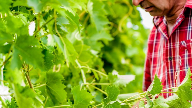 Winemaker Leopold Mantler, © Weingut Mantler A man in a red checked shirt inspects green grapes on a vine.